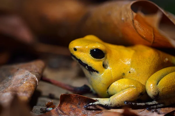 Золотая ядовитая лягушка Phyllobates terribilis — стоковое фото