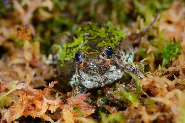 马达加斯加穴居的青蛙 — 图库照片