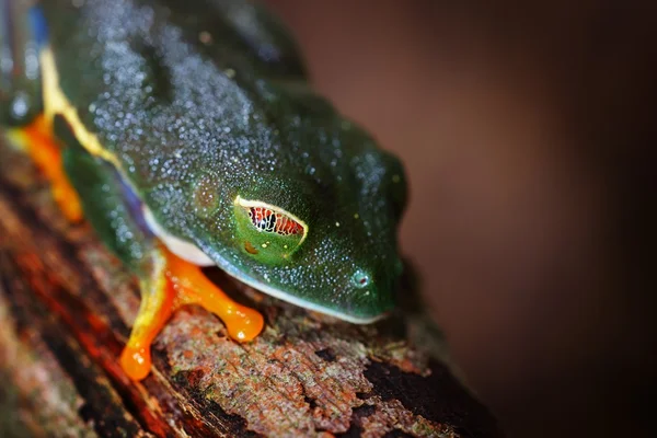 Βάτραχος με κόκκινα μάτια Agalychnis callidryas — Φωτογραφία Αρχείου