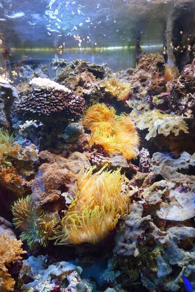 Akwarium morskie na wystawie w zoo — Zdjęcie stockowe