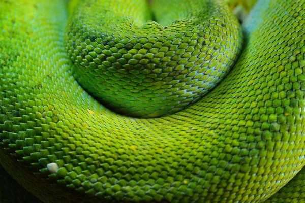 Zelený strom Pythonu morelia viridis — Stock fotografie