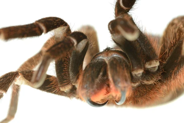 Obří tarantule phormictopus platus — Stock fotografie