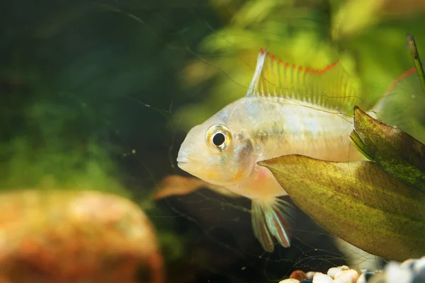 Cichlid Ropical em aquário — Fotografia de Stock