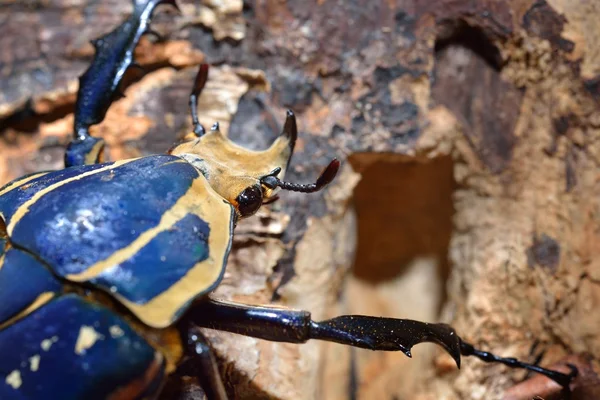 Flower chafers  in terrarium — Stock Photo, Image