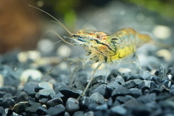 Asian glass shrimp in aquarium — Stock Photo, Image