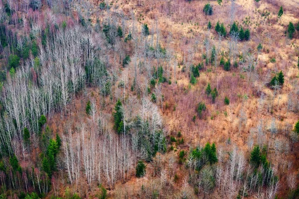 Northern forest ,Latvia. — Stock Photo, Image