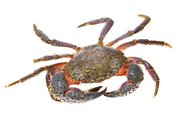 Vårtliknande krabba eriphia verrucosa — Stockfoto