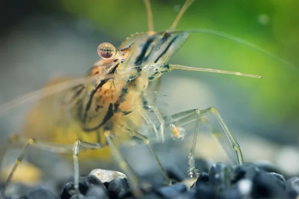 Asian glass shrimp in aquarium — Stock Photo, Image