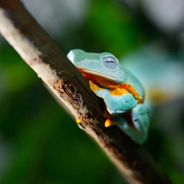 Rana voladora verde Rana Rhacóforo — Foto de Stock