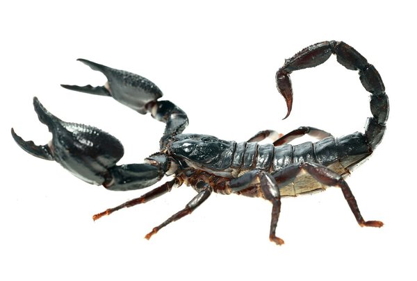 Большой чёрный скорпион
