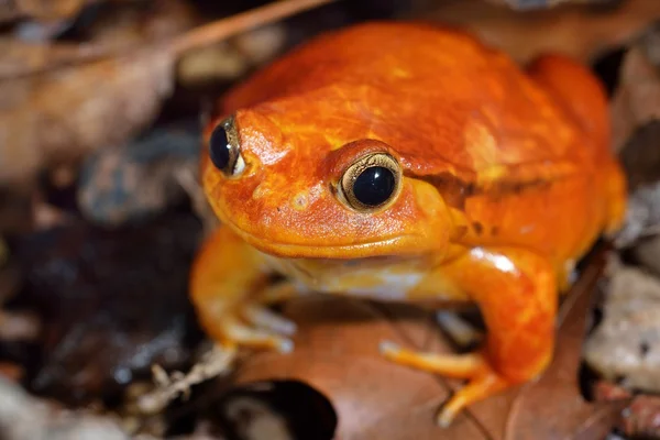 The false tomato frog Dyscophus guineti — Stock Photo, Image
