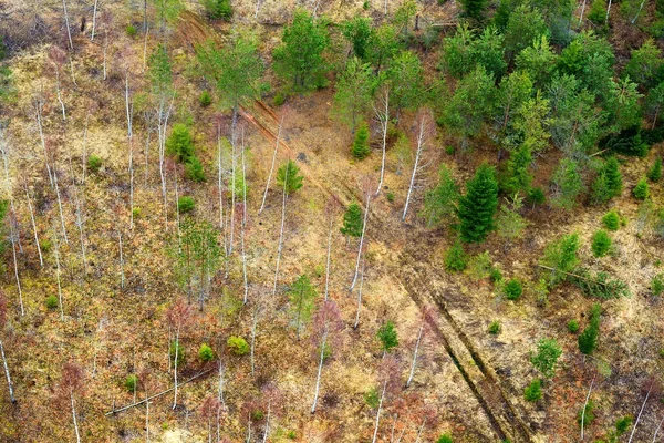 Bosque del norte, Letonia . — Foto de Stock