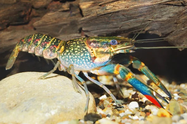 Colorful Australian blue crayfish — Stock Photo, Image