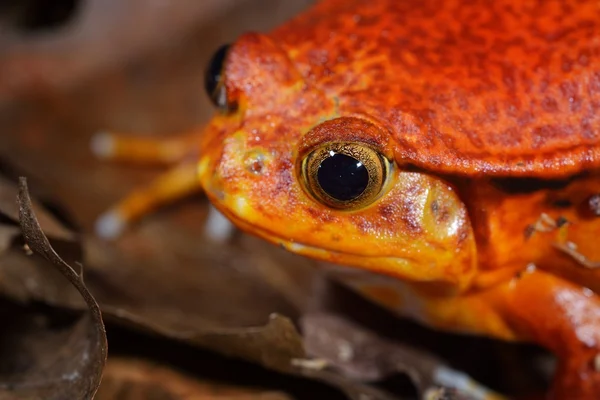 The false tomato frog Dyscophus guineti — Stock Photo, Image