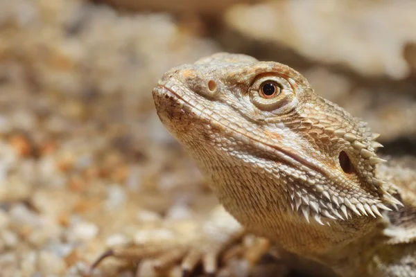 Central Bearded Dragon Pogona vitticep — Stock Photo, Image