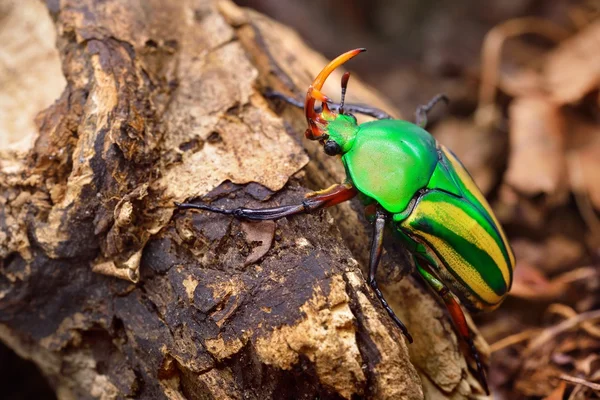 Çiçek chafers veya çiçek scarabs — Stok fotoğraf