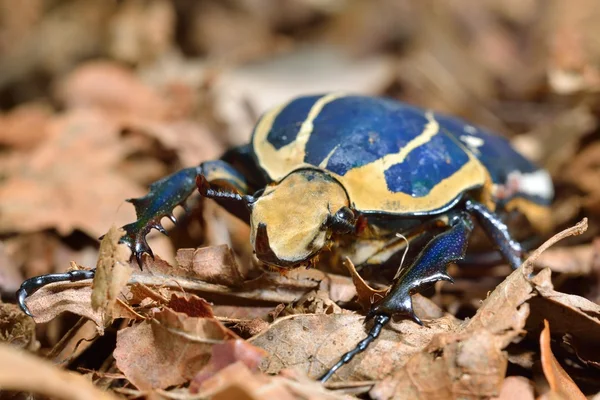 Terrarium içinde çiçek chafers — Stok fotoğraf