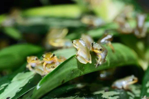 Çin uçan kurbağa rhacophorus dennysii — Stok fotoğraf