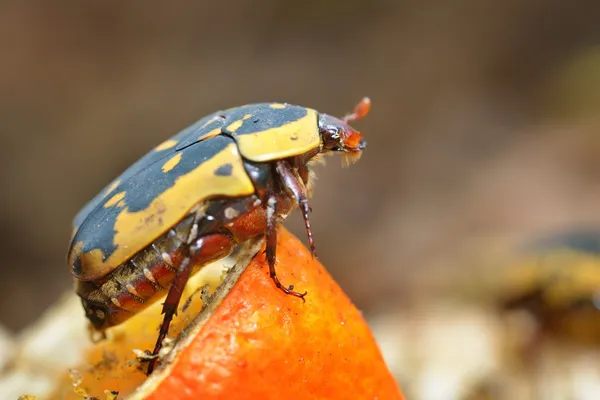 Scarabeo di fiore in terrario — Foto Stock