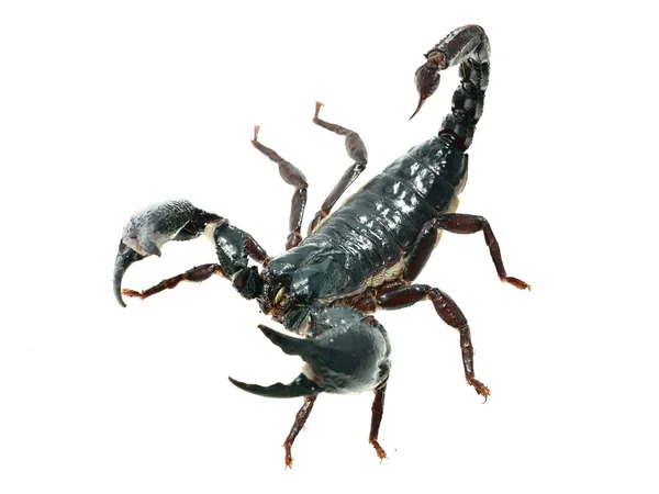 Escorpión negro grande — Foto de Stock