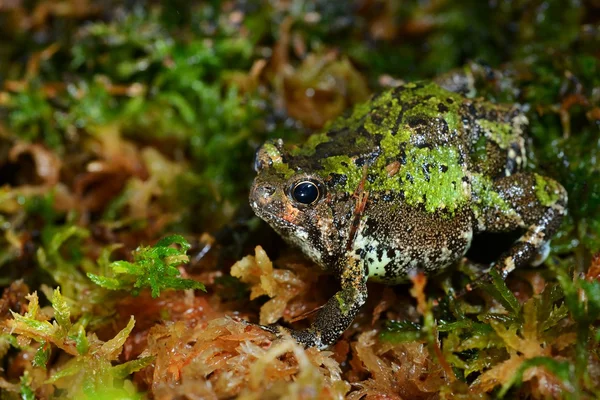 Provincia Africana zagnieżdżenie żaba — Zdjęcie stockowe