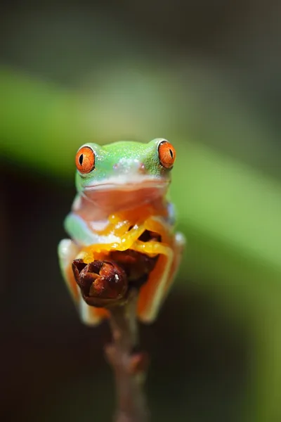 Rana arborícola joven de ojos rojos Agalychnis callidryas — Foto de Stock