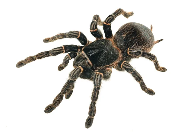 Gigantyczne tarantule lasiodora parahybana — Zdjęcie stockowe