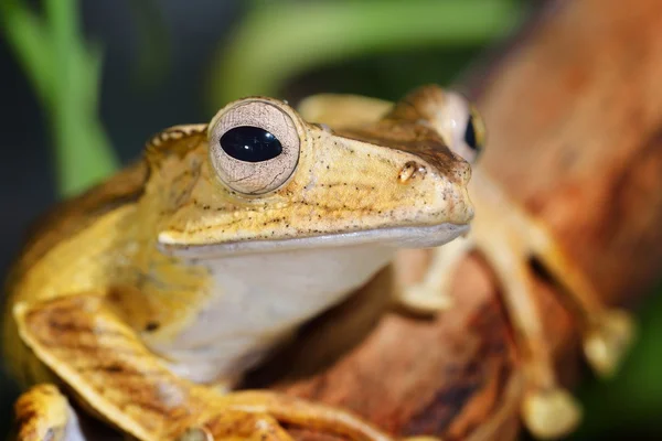 Borneo eared frog Polypedates otilophus — Stock Photo, Image