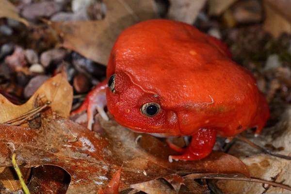 False トマト カエル dyscophus — ストック写真