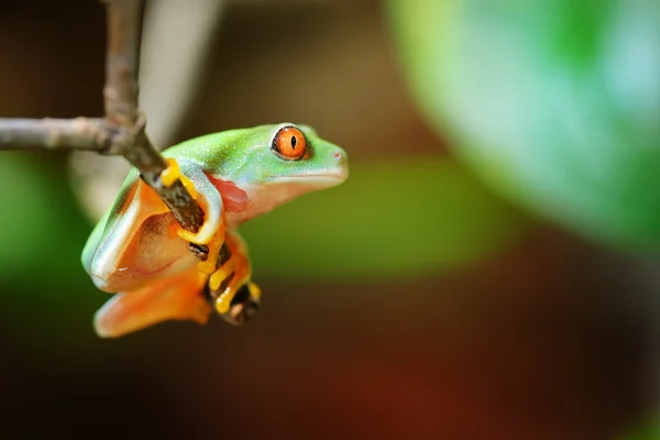 Young red-eye tree frog Agalychnis callidryas — Stock Photo, Image