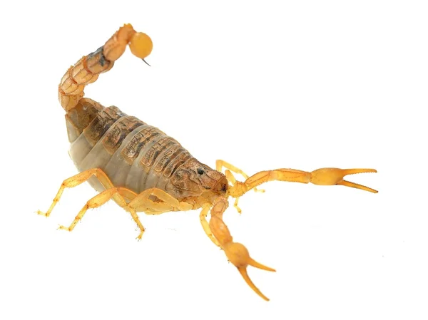 Marocko desert scorpion — Stockfoto