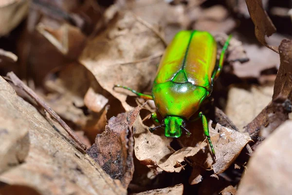 Lower scarabs  in terrarium — Stock Photo, Image