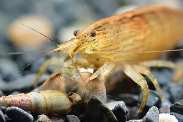 Südostasiatische Garnelen im Aquarium — Stockfoto