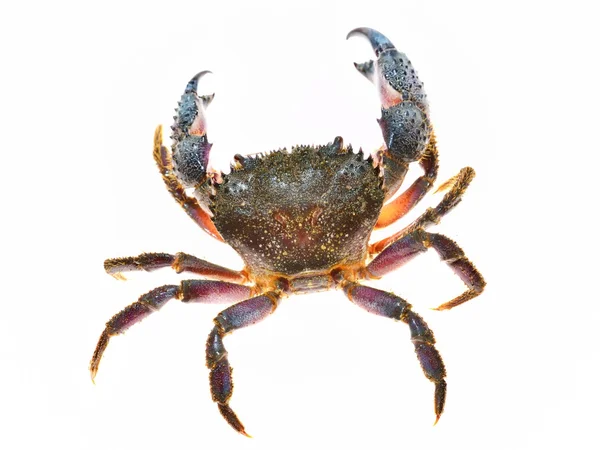 Warty crab Eriphia verrucosa — Stock Photo, Image