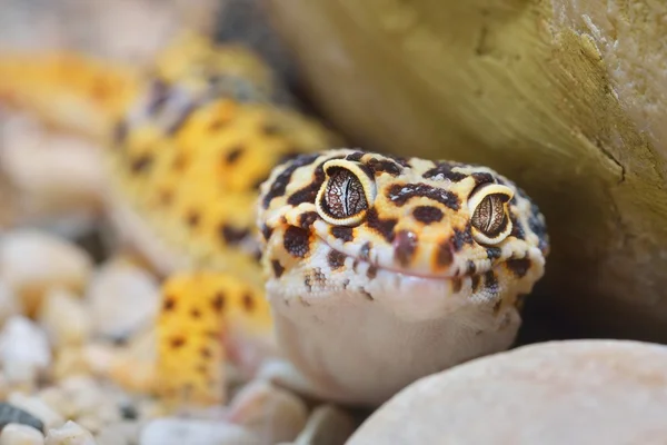 Leopard gecko eublepharis macularius — Stockfoto