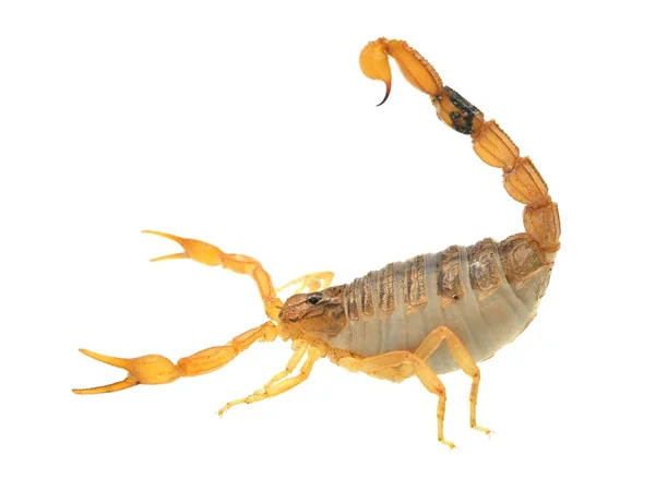 Marocko desert scorpion — Stockfoto