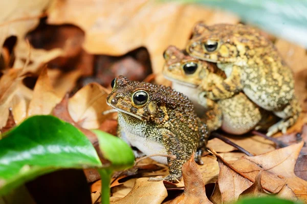 African common toad Amietophrynus gutturalis — Stock Photo, Image