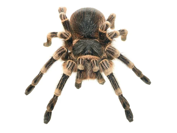 Obří tarantule sklípkana geniculata — Stock fotografie