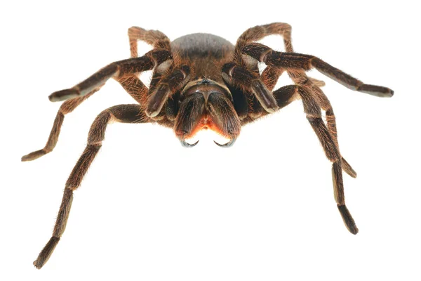 Gigantyczne tarantule phormictopus Plautusa — Zdjęcie stockowe