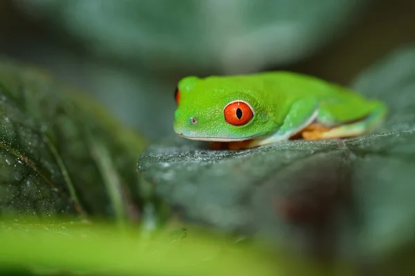 Young red-eye tree frog Agalychnis callidryas — Stock Photo, Image
