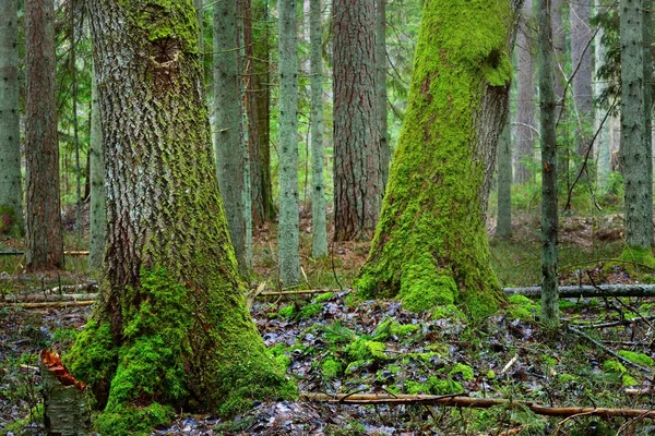Темний мох покритий сосновим лісом — стокове фото