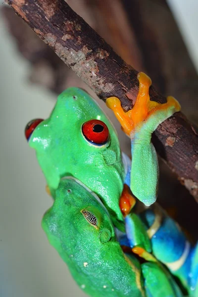 Rotaugenlaubfrosch agalychnis callidryas paart sich — Stockfoto