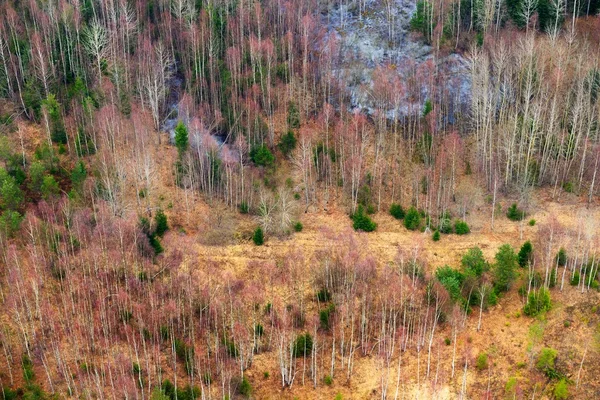 Norra skogen, Lettland. — Stockfoto