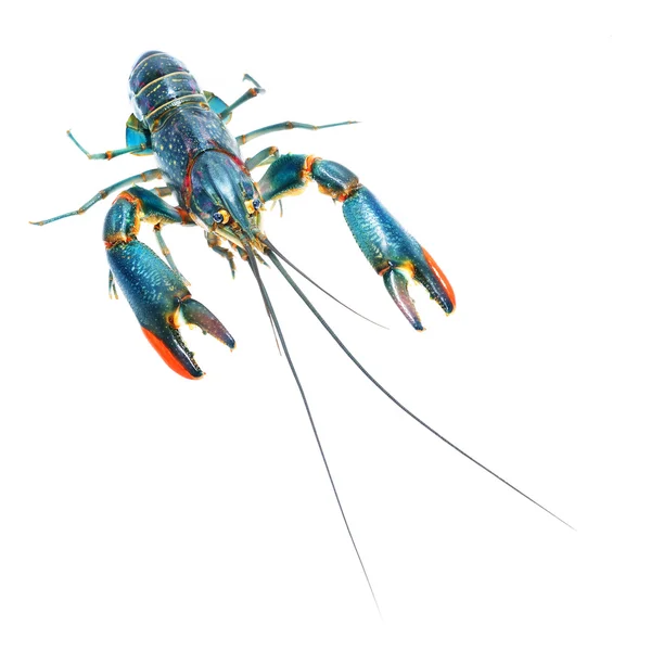 Crayfish Cherax quadricarinatus — Stock Photo, Image
