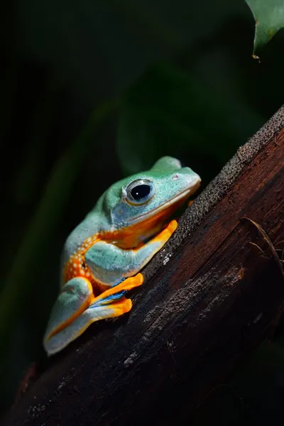 飛行の緑のカエルのカエルのモリアオガエル — ストック写真