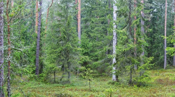Dark Pine Forest Panorama — Stockfoto