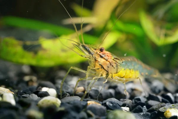 Southeast Asia shrimp in aquarium — Stock Photo, Image