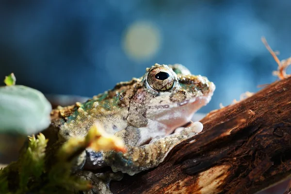 Young Chinese flying frog Rhacophorus dennysii — Stock Photo, Image