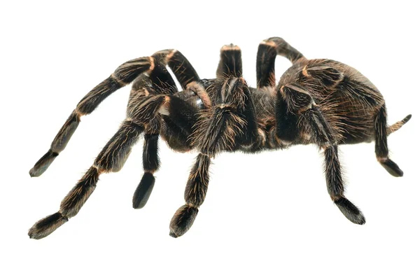 Óriás tarantula lasiodora parahybana — Stock Fotó