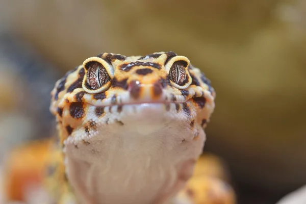 Leopard gecko eublepharis macularius — Stockfoto